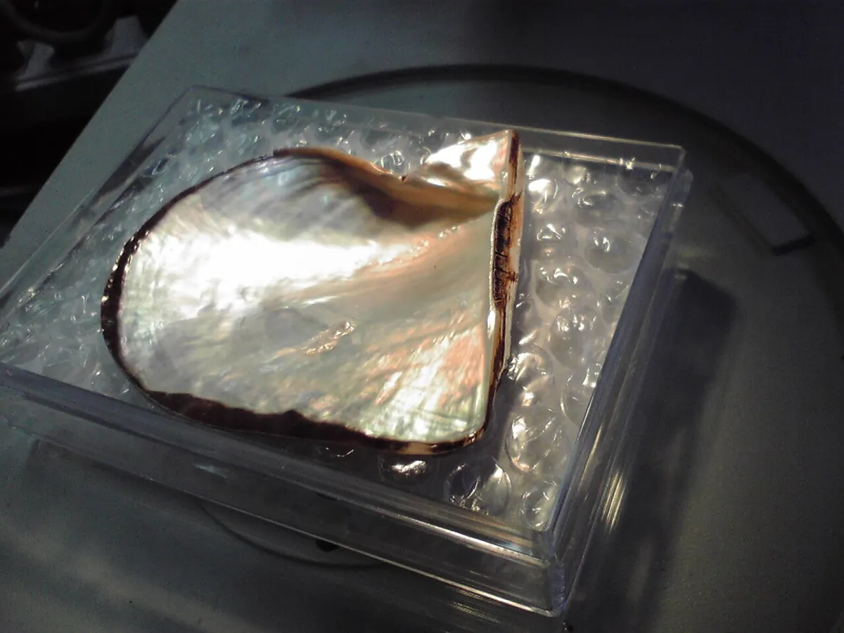 Opened akoya pearl oyster shell showing its pearly inner surface